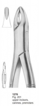  Fig. 201 upper incisors, canines, premolars 